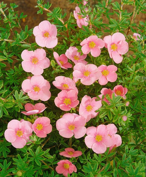 Potentilla 'Rosa', Fingerstrauch, rosa Blüten, ca. 9x9 cm Topf