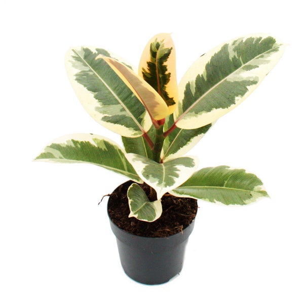 Weissbunter Gummibaum - Ficus elastica Tineke - 11cm Topf