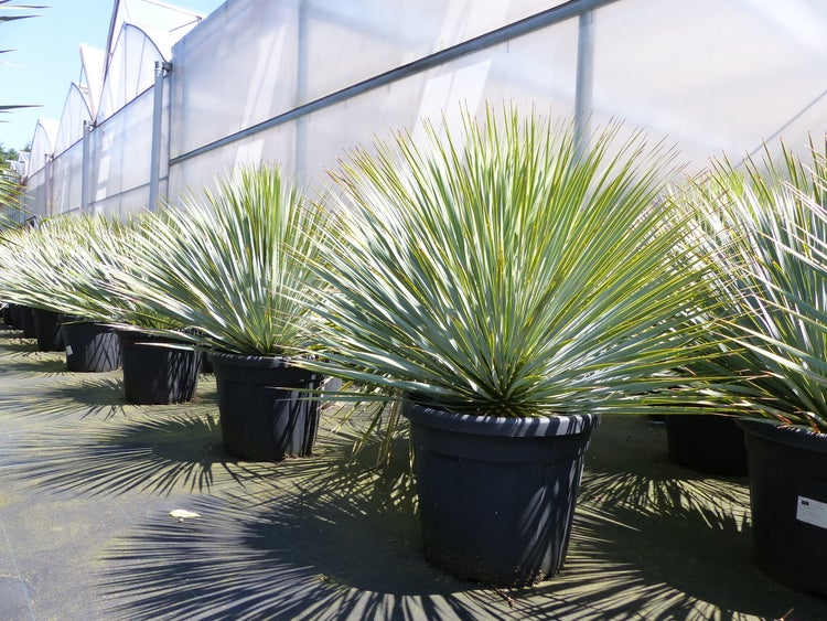 Mehrere Yucca rostrata in großen schwarzen Kunststofftöpfen, ordentlich aufgereiht in einem hellen Außenbereich vor einem Gewächshaus.