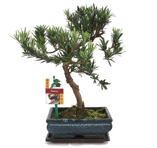 Bonsai Steineibe - Podocarpus macrophyllus - ca. 8 Jahre
