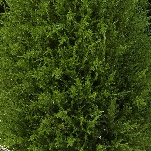 Nahaufnahme der dichten grünen Nadeln einer Heckenpflanze wie Thuja oder Zypresse.