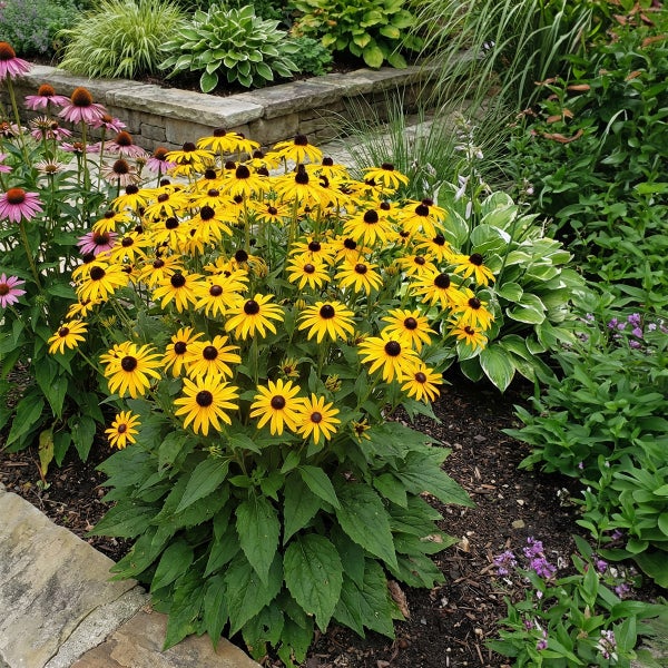 Blühende Rudbeckia und Echinacea in einem gepflegten Gartenbeet mit Steinumrandung und dunklem Mulch.
