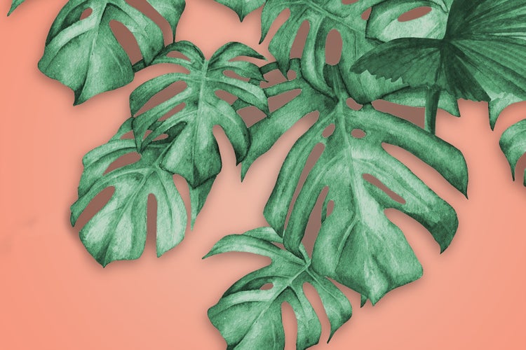 Stilisierte Illustration von Monstera Blättern mit markanten Einschnitten als dekoratives Wandmotiv