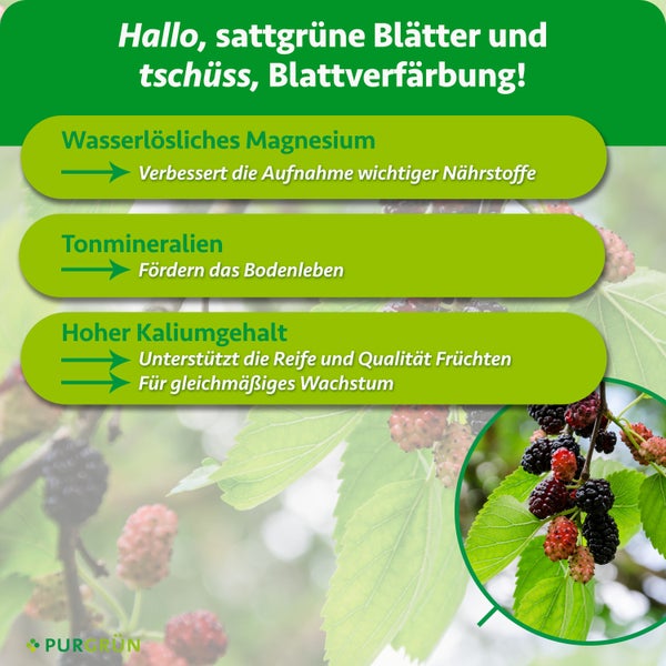 Infografik zum Purgrün Beerendünger mit Hinweisen zu Magnesium, Tonmineralien und Kalium sowie Abbildung von reifen Maulbeeren an einem Zweig.