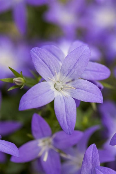 Campanula garganica, Glockenblume, blau, ca. 9x9 cm Topf