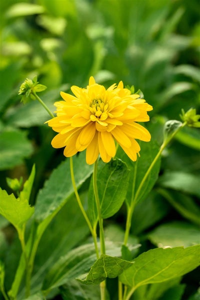 Rudbeckia laciniata 'Goldquelle', Sonnenhut, gelb, ca. 9x9 cm Topf