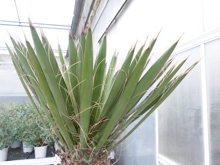 Yucca Filifera, 158 cm Stamm 78 cm Tambasi Yucca, winterhart -13 Grad