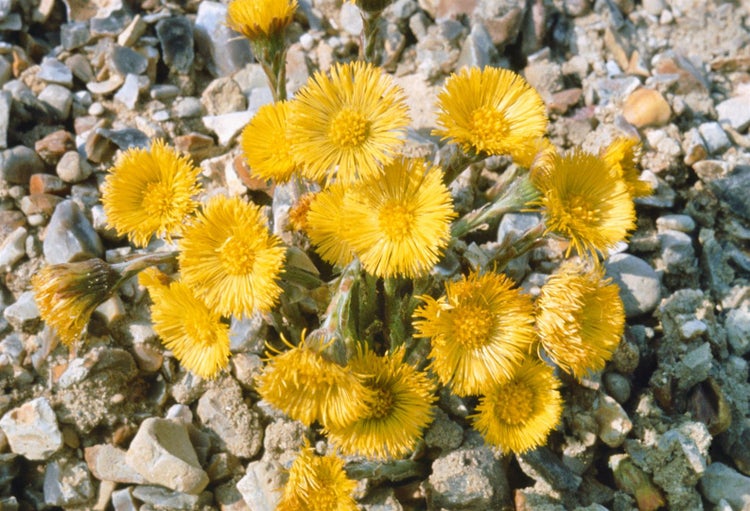 Tussilago farfara, Huflattich, gelb, ca. 9x9 cm Topf
