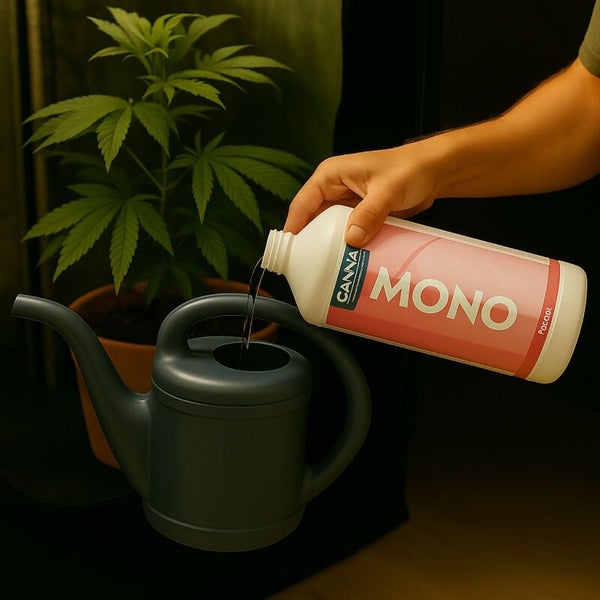 Eine Hand gießt Canna Mono Dünger aus einer Flasche in eine Gießkanne neben einer Pflanze im Topf.