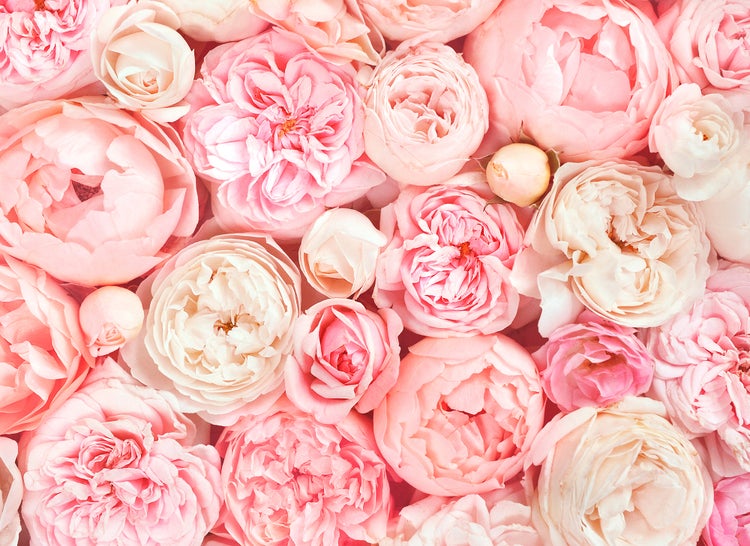 Nahaufnahme einer dichten Anordnung von Rosen und Pfingstrosen in verschiedenen Stadien der Blüte.