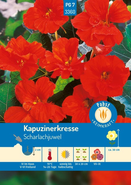 Samentüte für Winterpostelein Claytonia der Marke Dürr Samen mit Abbildung der frischen Pflanze und des Saatguts.