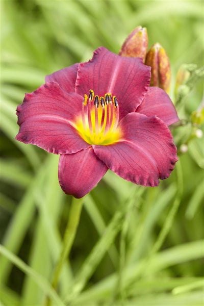 Hemerocallis x cult. 'Pardon Me', Taglilie, rot, ca. 11x11 cm Topf
