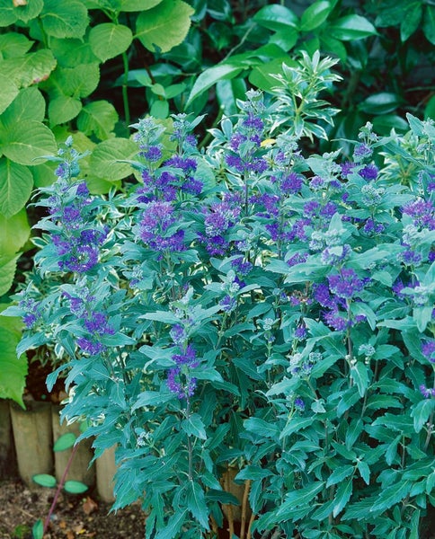 Caryopteris clandonensis 'Grand Bleu', Bartblume, blau, 40–60 cm