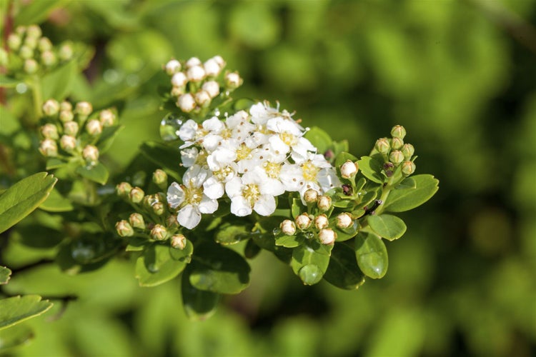 Spiraea nipponica 'Snowmound', Japanische Spiere, weiß, 60–80 cm