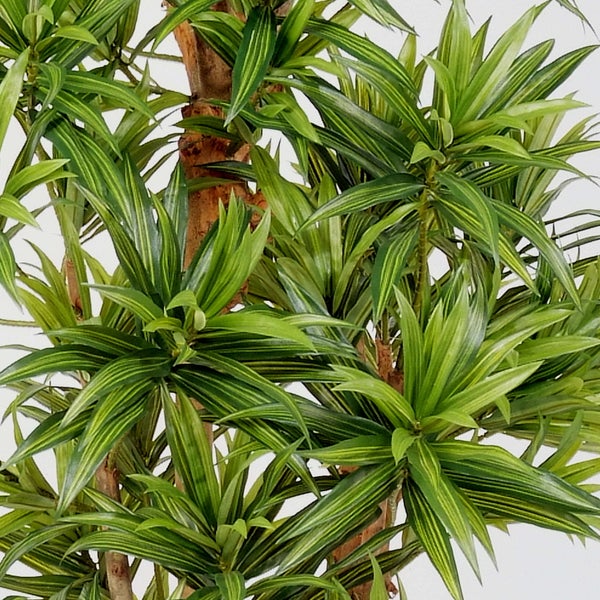Künstliche Dracaena Reflexa Song of India mit gelb-grün gestreiften Blättern und braunem Stamm.