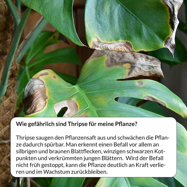 Nahaufnahme einer Zimmerpflanze mit Thripsbefall, erkennbar an Blattflecken und Schäden