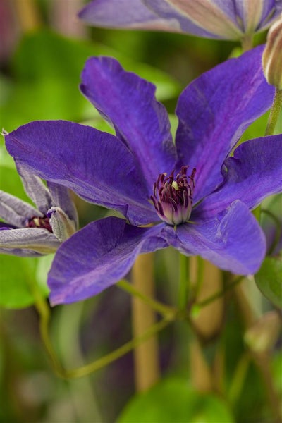 Clematis Hybride 'The President', Waldrebe, blauviolett, 100–150 cm
