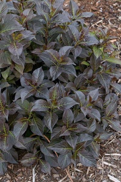 Nahaufnahme eines Zierstrauchs mit dunklen Blättern im Garten
