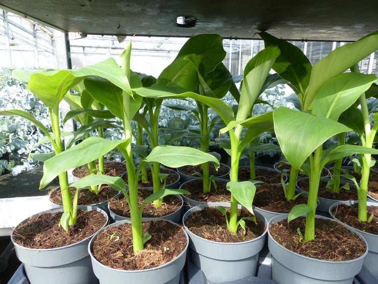 Bananenstaude Musa Basjoo 60 - 80 cm winterhart Staude japanische Faserbanane