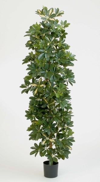 Schefflera Gold Capella in schwarzem Topf, hochgewachsene Zimmerpflanze mit grün-gelb panaschierten Blättern.