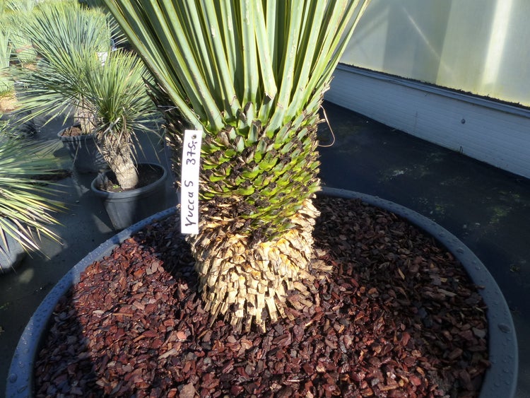 Nahaufnahme eines Yucca-Stamms in einem großen Topf mit Rindenmulch in einem Gewächshaus.