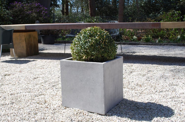 Quadratischer Pflanzkübel in Betonoptik mit Buchsbaumkugel in einem Garten auf Kies.