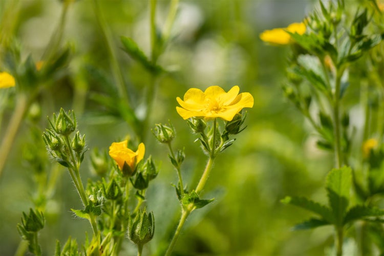Nahaufnahme einer gelben Gänseblümchenblüte im Garten