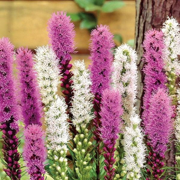 Bloomique - Mischung aus 40 - Liatris - Lampoon Cleaner - Lila, Weiß - Blumenzwiebeln - Mehrjährig - Sommerblüher - Winterhart - Wird 60-75 cm groß