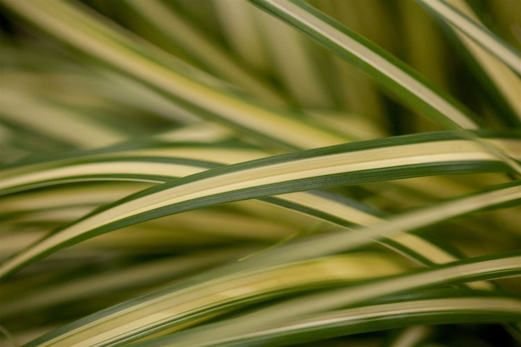Carex oshimensis 'Evergold', Ziergras, gelb-grün, ca. 9x9 cm Topf