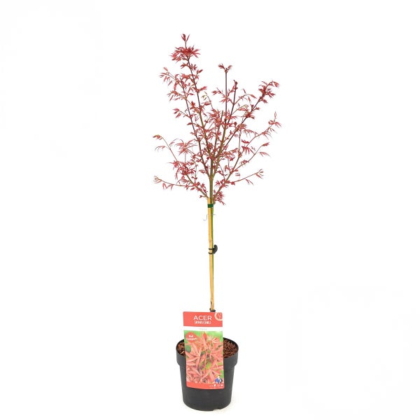 Bloomique - Acer palmatum Shaina - Fächerahorn auf Stamm - Gartenpflanzen - Baum - winterhart - 80-90 cm hoch - Topf 19 cm