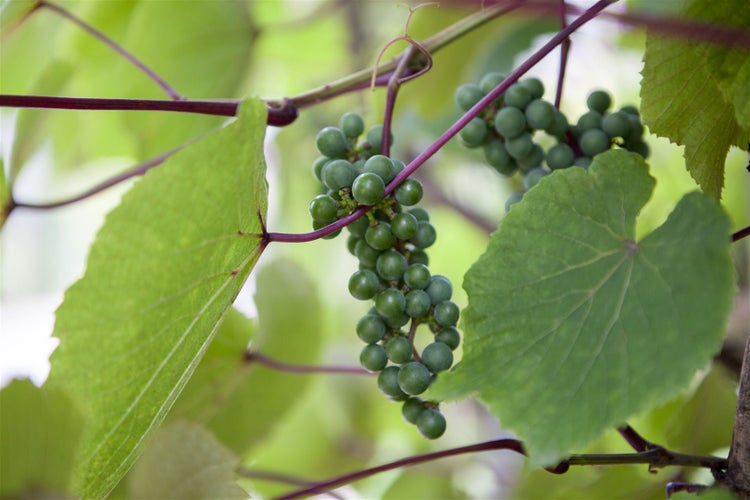 Vitis vinifera coignetiae, Zierwein, 60–100 cm