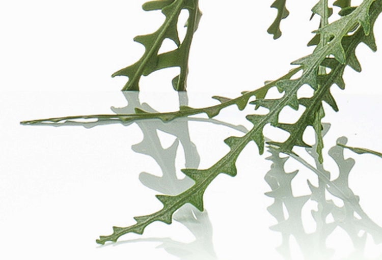 Nahaufnahme einer Pflanze mit gezackten grünen Blättern.