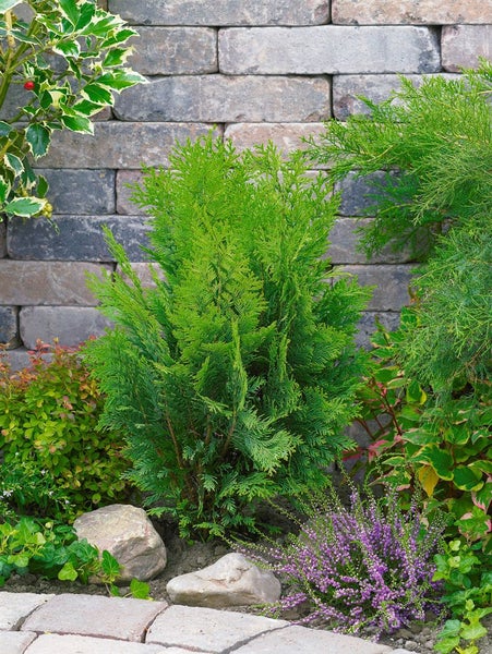 Chamaecyparis lawsoniana 'Stardust', Gelbe Scheinzypresse, 40–50 cm