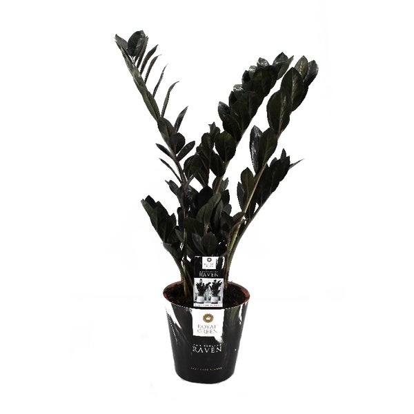 Zamioculcas Raven Zimmerpflanze im Topf