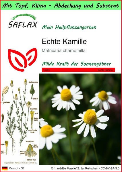 SAFLAX Garden to go - Echte Kamille - Matricaria chamomilla - 300 Samen - Mit Topf, Klima - Deckel und Anzuchtsubstrat