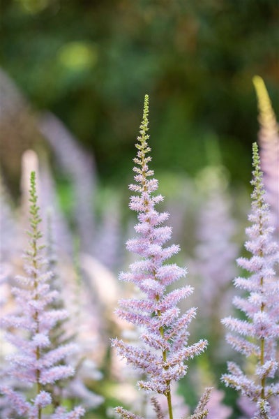 Astilbe chinensis var. pumila, Zwerg-Prachtspiere, rosa, ca. 9x9 cm Topf