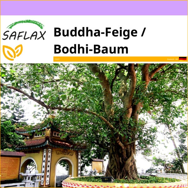 SAFLAX  - Buddha-Feige / Bodhi-Baum - Ficus religiosa - 100 Samen