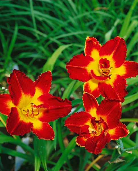 Hemerocallis x cult. 'Chicago Apache', Taglilie, rot, ca. 11x11 cm Topf