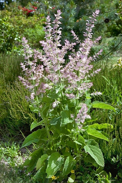 Salvia sclarea, Muskatellersalbei, aromatisch, ca. 11x11 cm Topf