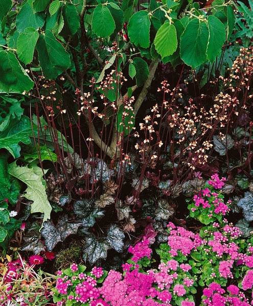Heuchera x brizoides 'Pewter Moon', Purpurglöckchen, silbrig, ca. 11x11 cm Topf