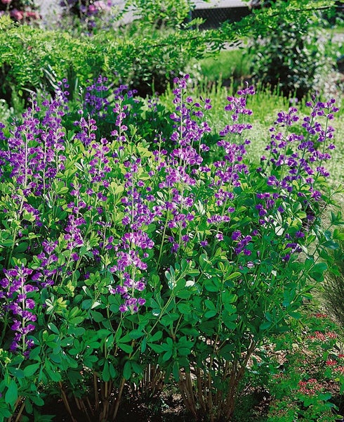 Baptisia australis, Indigolupine, blau, ca. 9x9 cm Topf
