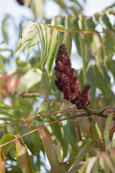 Rhus typhina 'Dissecta', Essigbaum, filigran, 60–80 cm