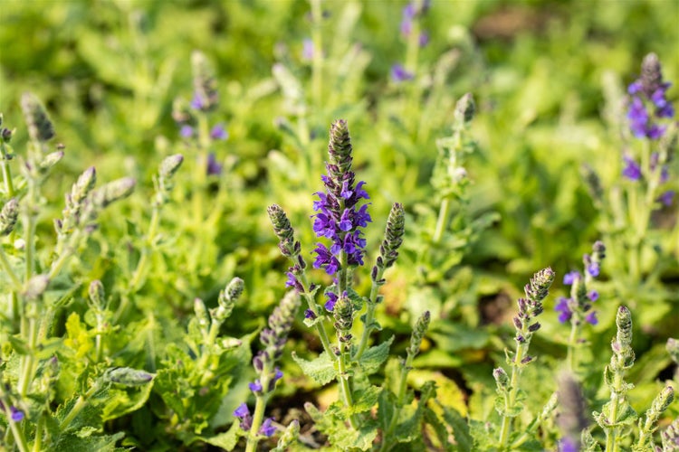 Salvia nemorosa 'Marcus', Steppensalbei, violettblau, ca. 9x9 cm Topf
