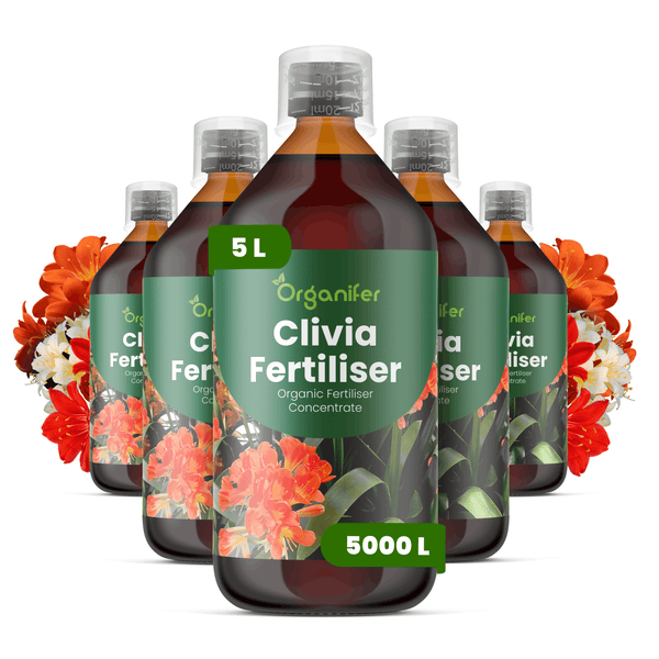 Fünf Flaschen Organifer Clivia Dünger, organisches Düngerkonzentrat, 5 Liter pro Flasche, ergiebig für 5000 Liter.