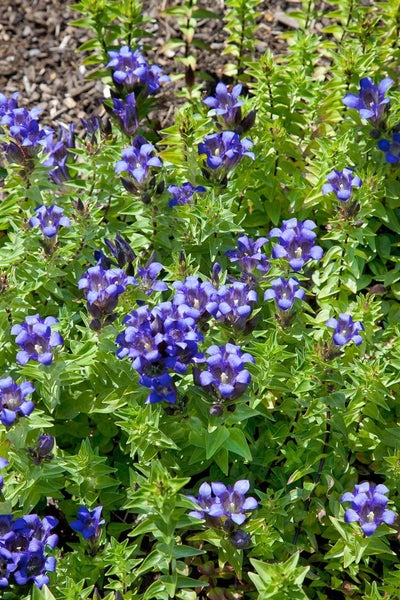 Gentiana septemfida, Enzian, blau, ca. 9x9 cm Topf