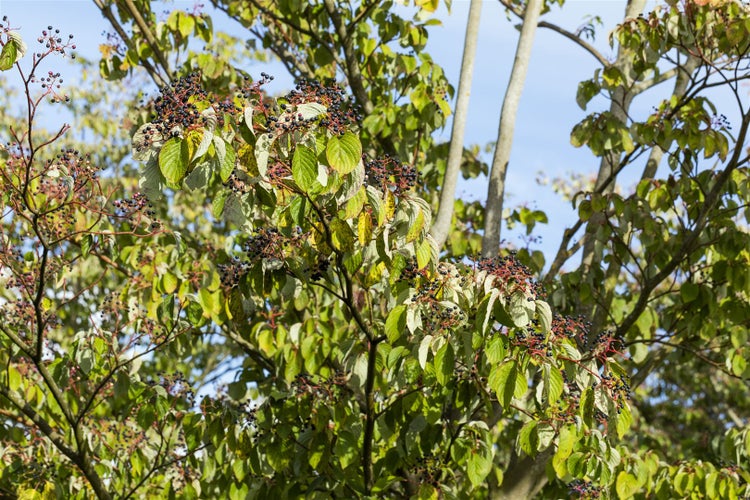 Cornus sanguinea, Roter Hartriegel, 40–60 cm