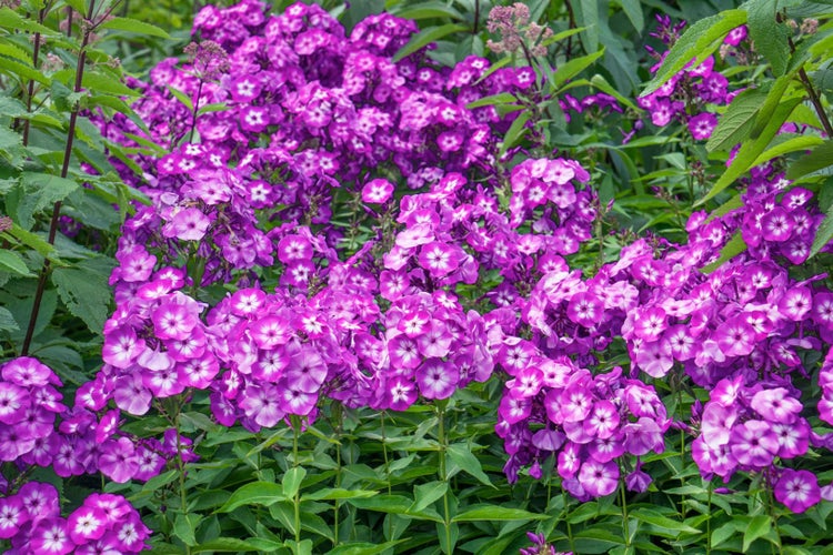 Phlox paniculata 'Uspech', Flammenblume, violett, ca. 11x11 cm Topf