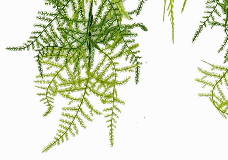 Emerald Logo. Künstliche Hängepflanze in Farn-Optik, grün.