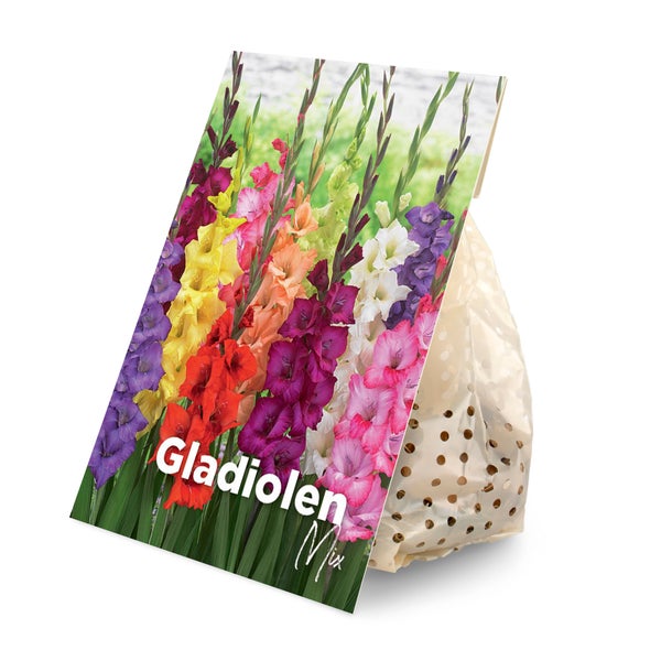 Gladiolen Mix Blumenzwiebeln in Verpackung