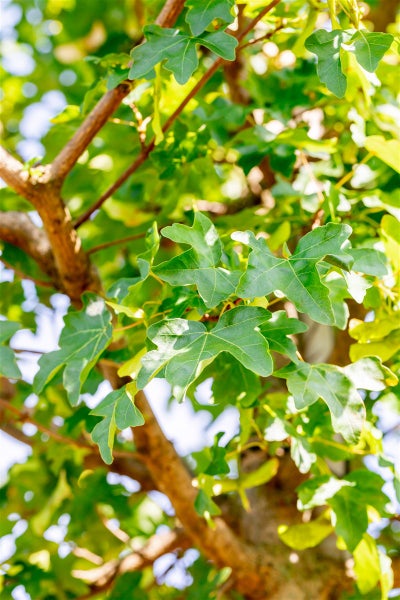 Nahaufnahme der Blätter eines Feldahorns am Baum im Garten
